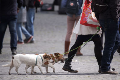 Low section of dogs walking on street in city