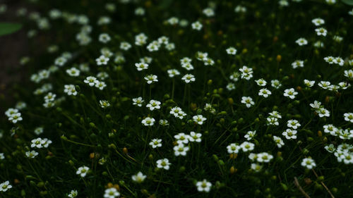 White flowering plants on field