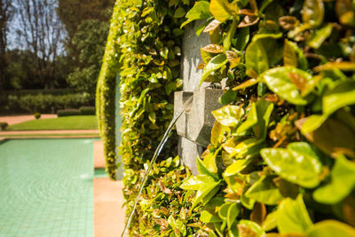 Close-up of fresh green plants in swimming pool