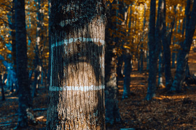 Close-up of tree trunk in forest