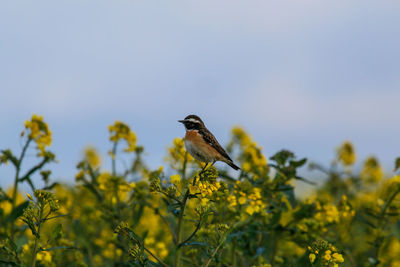 Bird perching on yellow flower against sky