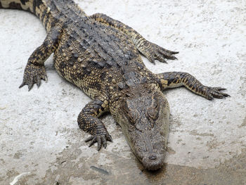 High angle view of lizard on rock