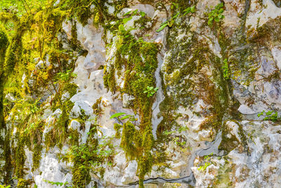 Full frame shot of trees by water