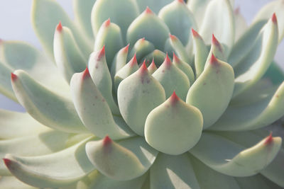 Close-up of succulent plant