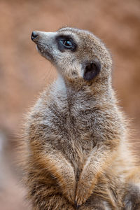 meerkat