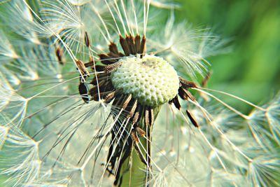 Macro shot of dandelion seeds