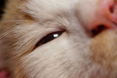 Close-up of a cat