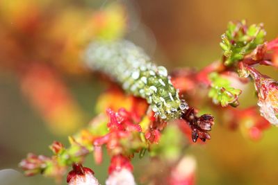 Close-up of red flowering plant