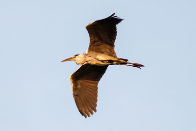 Low angle view of eagle flying against clear sky