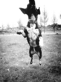 domestic animals