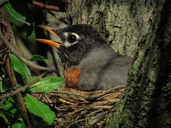 Close-up of bird perching on tree