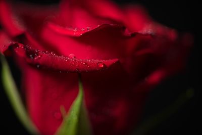 Close-up of water drops on red flower