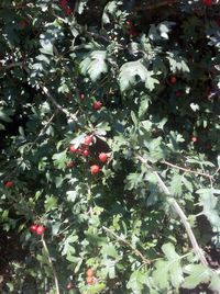 Red leaves on tree