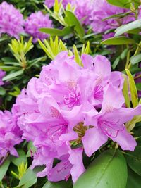 Close-up of pink flowers