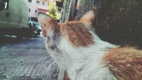 Close-up portrait of cat