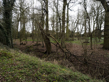 Trees on field in forest