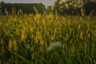 Crops growing on field