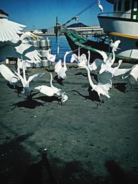 Seagulls on harbor