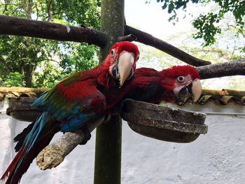 Close-up of parrot perching on branch