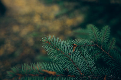 Christmas tree branches. fir tree decorations