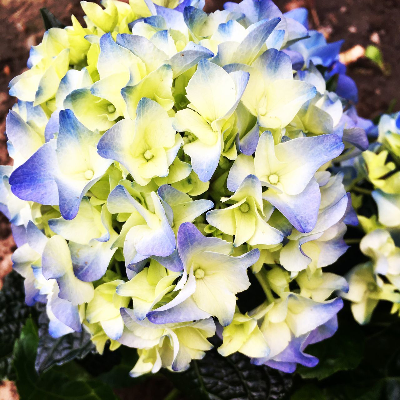 CLOSE-UP OF FLOWERS BLOOMING OUTDOORS