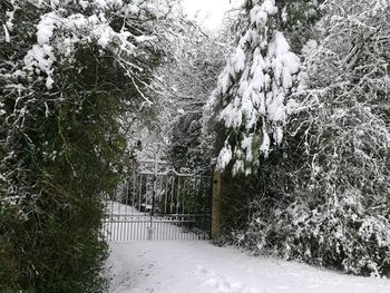 Snow covered trees in park during winter