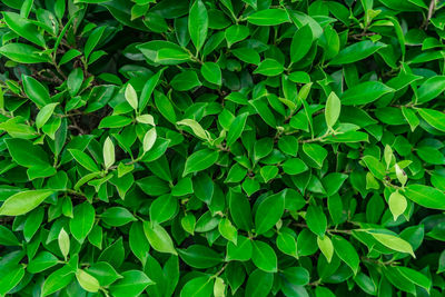 Green leaves texture at the garden for background