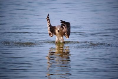 Bird flying over lake