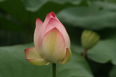 Close-up of pink lotus