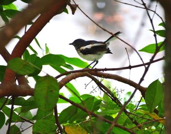 Low angle view of bird perching on tree