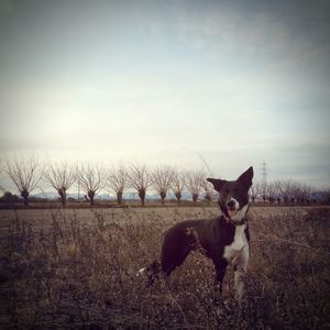 Portrait of dog on field against sky