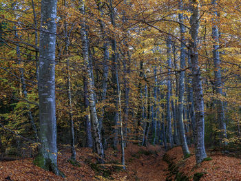 Trees in forest during autumn