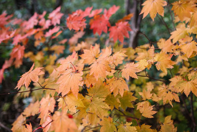 Close-up of maple leaves on plant