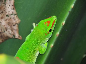 Close-up of green lizard