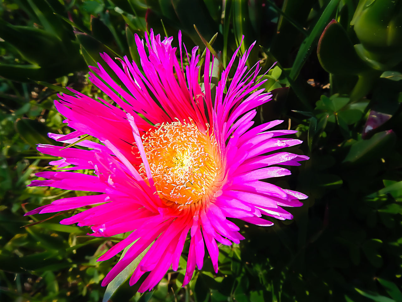 CLOSE-UP OF PINK AND PURPLE FLOWER