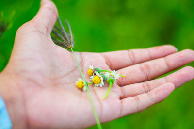 Close-up of hand holding insect