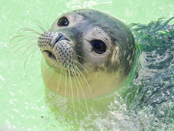 Close-up of turtle in swimming pool