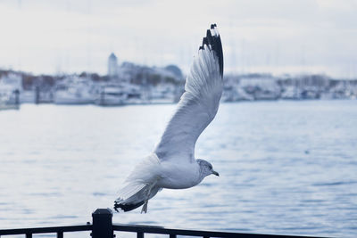 Seagull flying over sea against sky