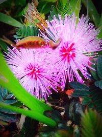 Close-up of purple flowers blooming outdoors