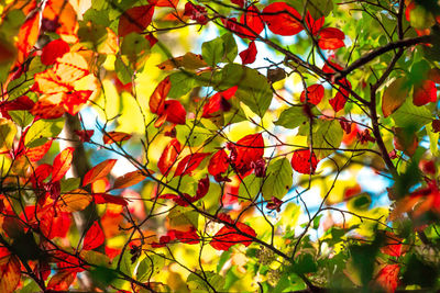 Low angle view of tree