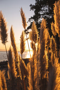 Close-up of stalks in field against sunset sky