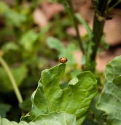 Close-up of insect on leaf