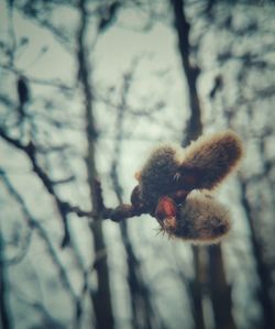 Close-up of flower on plant during winter
