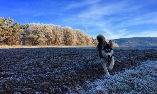 Dog on field during winter