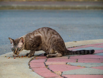 Cat lying on footpath