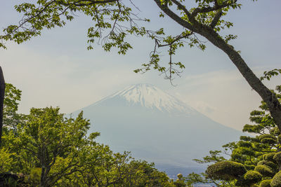 View of trees with mountain in background