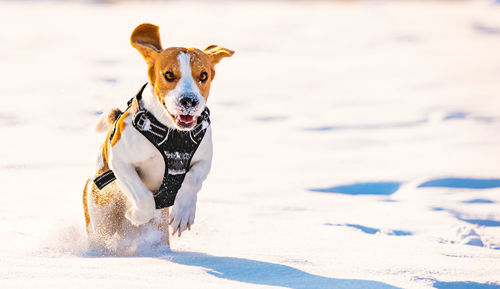 Dog running on beach