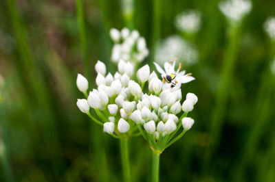 Close-up of white flowers