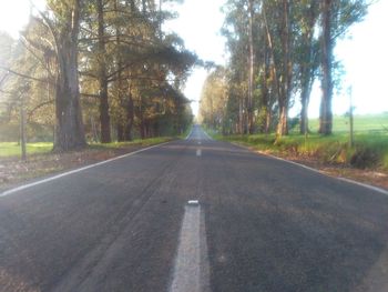 Country road along trees