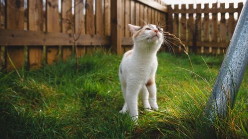 Cat sitting on grass